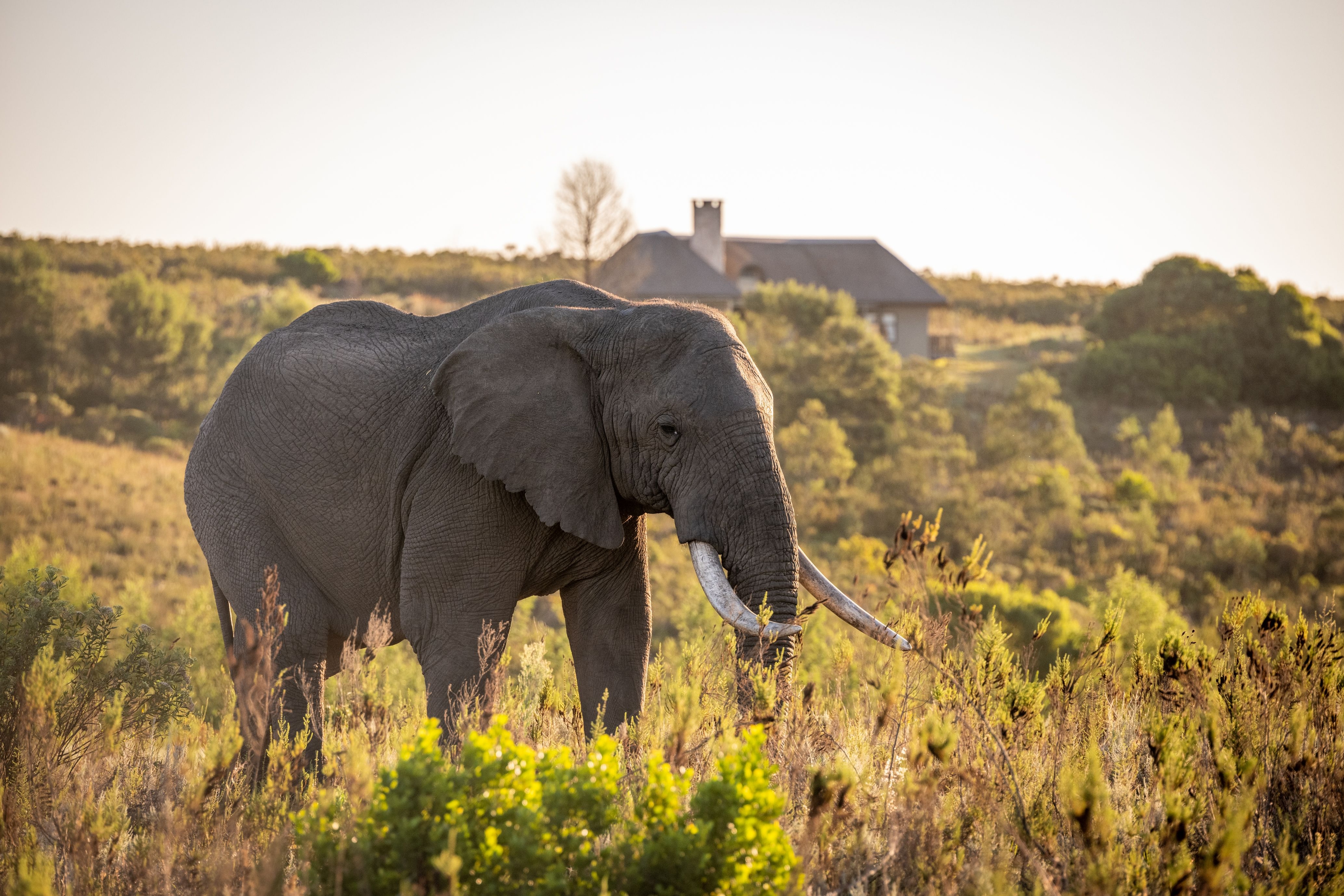 Kwena elephant standing in a grassy landscape.