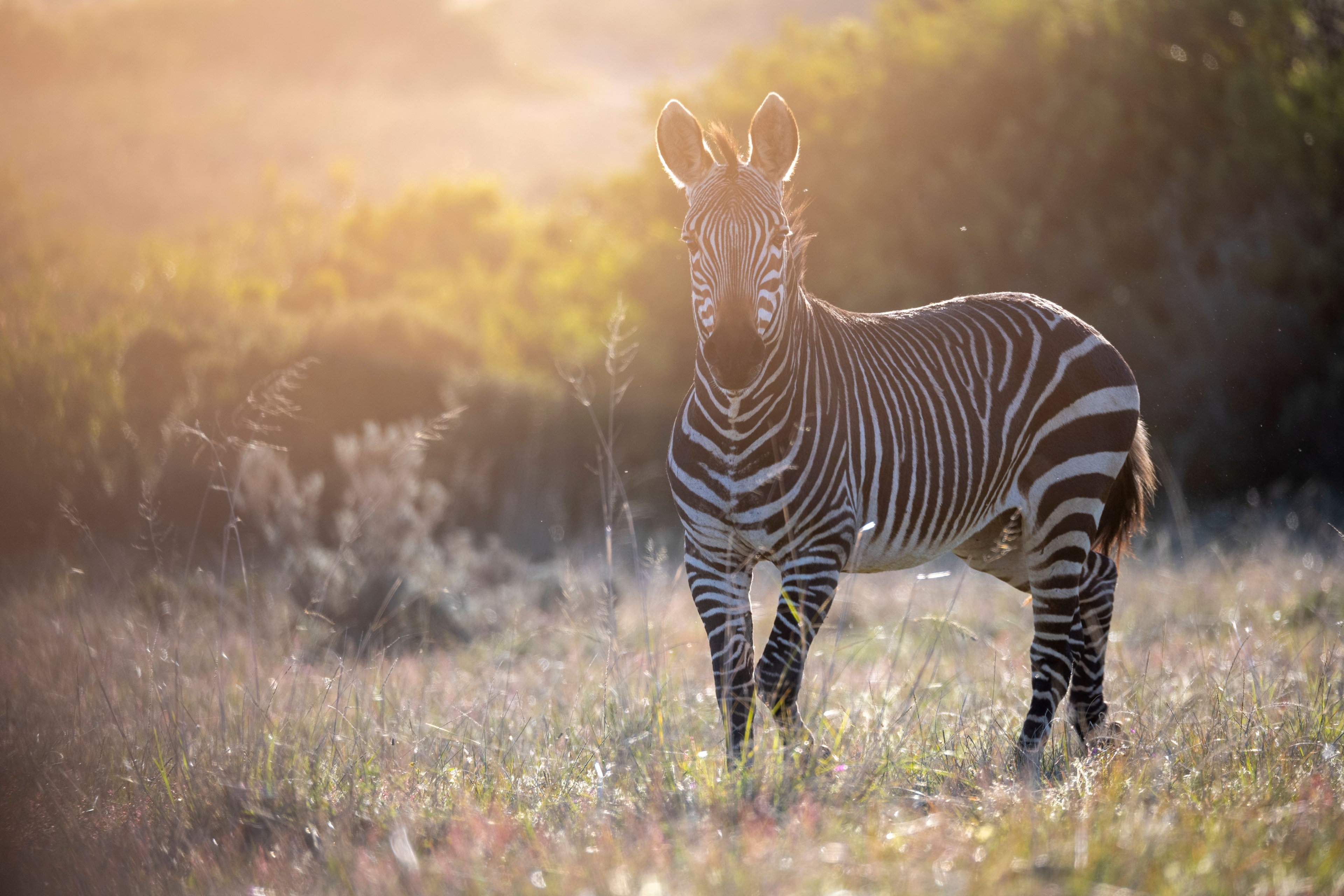 A herd of zebras stands together on a grassy plain during a safari in South Africa.