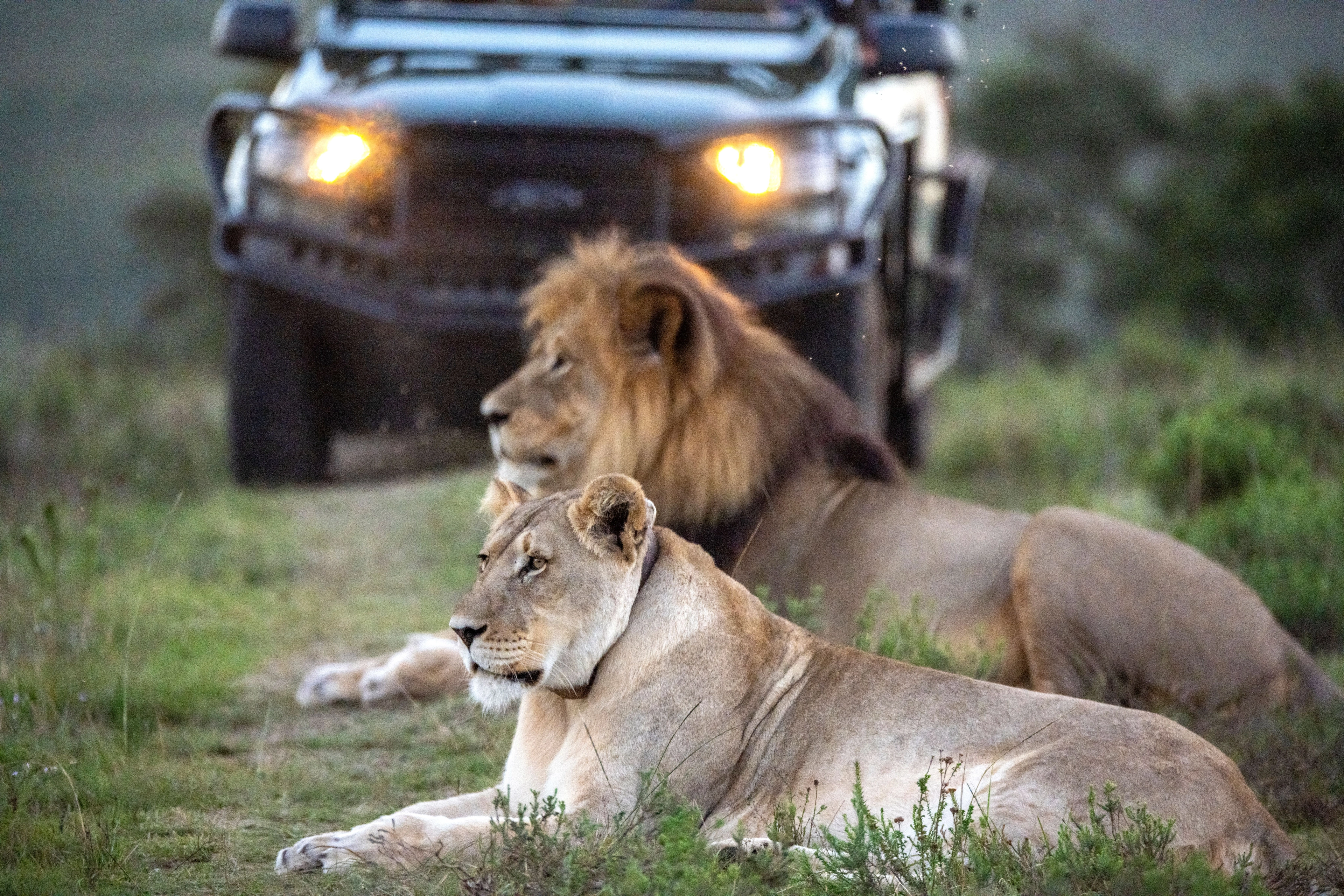 A lion rests in the grass during a South African pro-am safari.
